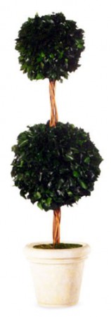 Hedera
