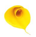 Calla