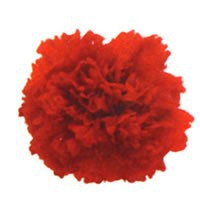 Carnation