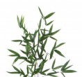 /album/travy/bamboo-jpg/