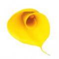 /album/kvety/calla-jpg/