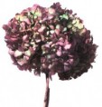 /album/kvety/hortensias-jpg/